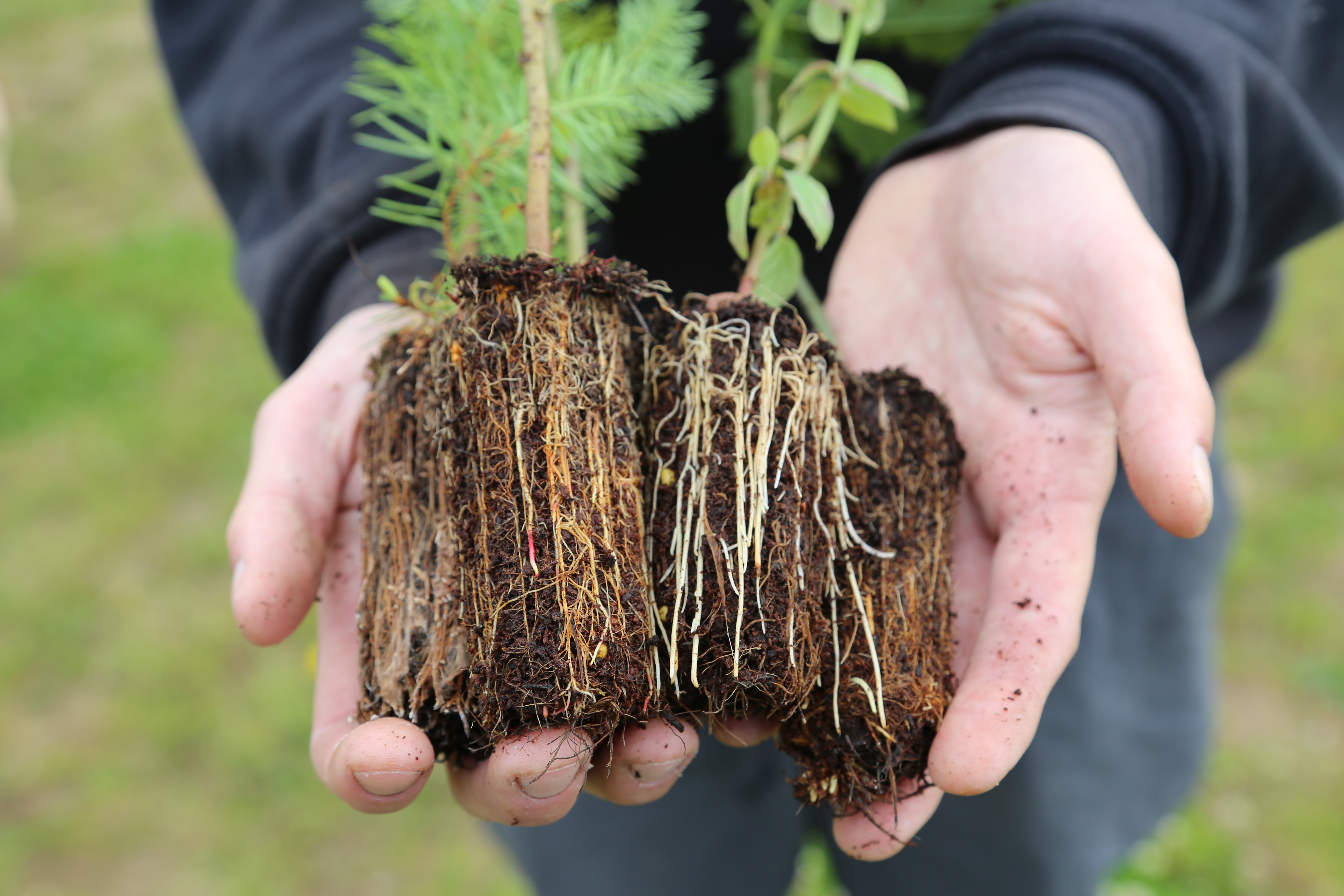 Healthy root systems